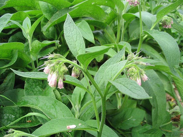 Consoude officinale